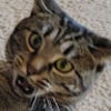 juniegirlcat